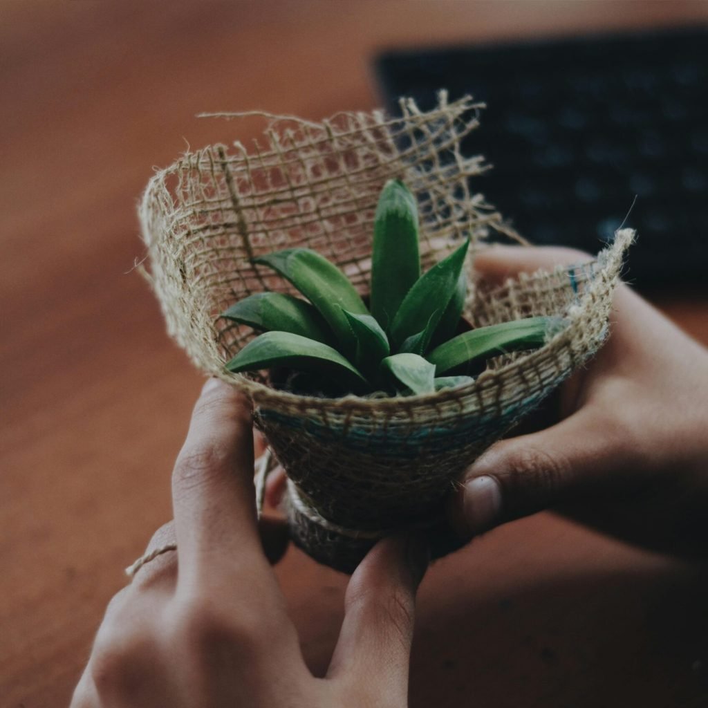 pexels-ekrulila-2261061